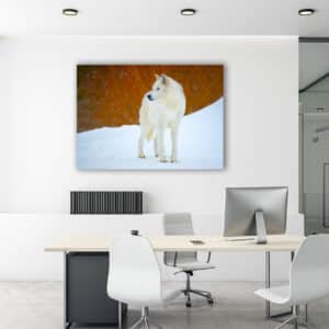 Wildlife photography