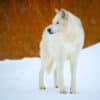 Wildlife photography