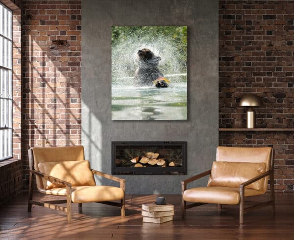 Museum Grade Crystal Archival Print wildlife photography nature photography grizzly bear splash fish salmon Alaska