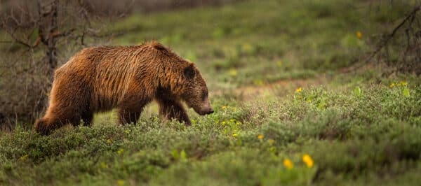 grizzly bear Grand Teton NP GD Whalen Photography Museum Grade Crystal Archival Prints Landscape photography wildlife photography nature photography