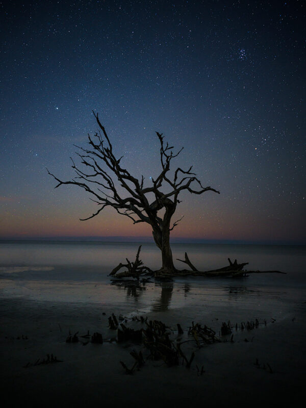 Jekyll Island Tree stars night photography