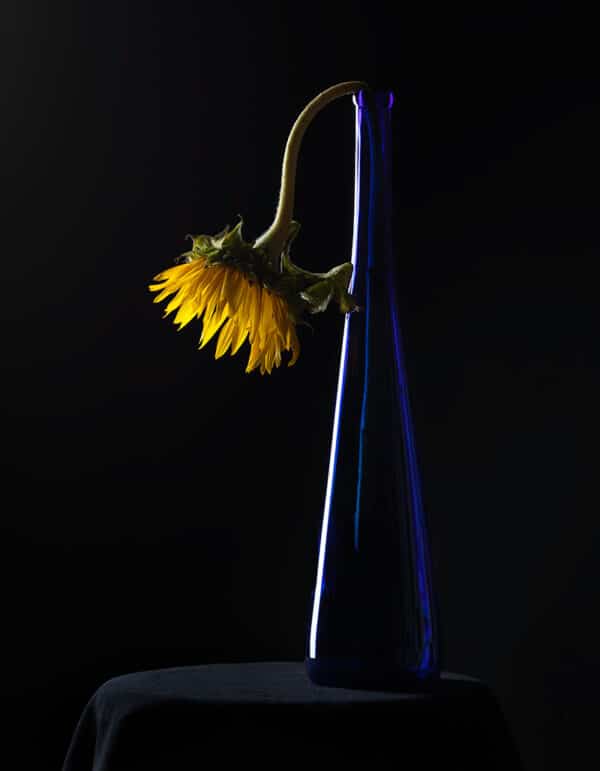Glass Flower Vases SunflowerBlueBottle GD Whalen Photography