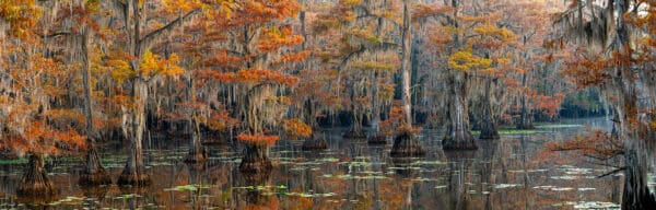 Caddo Lake from the T Caddo Lake GD Whalen Photography