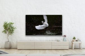 Bird Taking Off