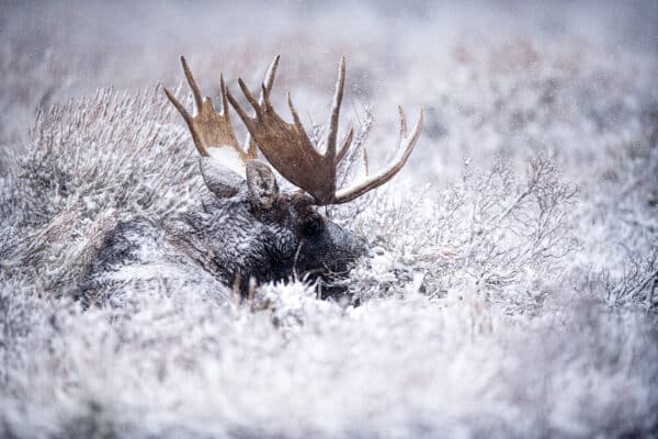 Shoshone - Winter Moose moose TetonShoshoneSnowDwebsite GD Whalen Photography