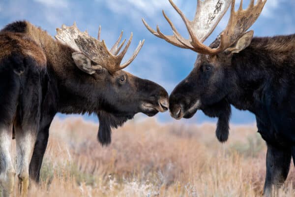 moose GD Whalen Photography Museum Grade Crystal Archival Prints Landscape photography wildlife photography nature photography