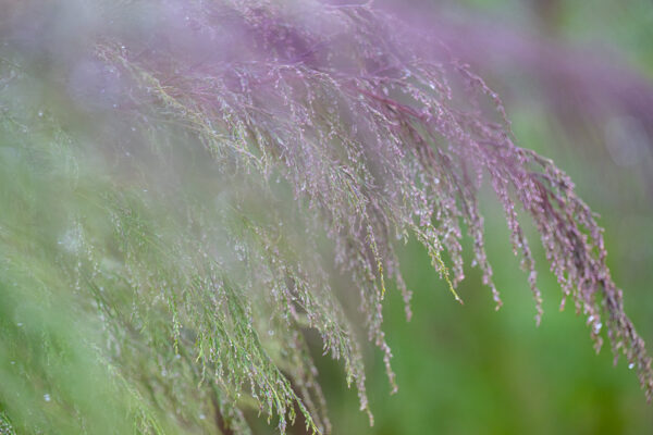 Purple Whispy Plant purple photography vegetation Georgia