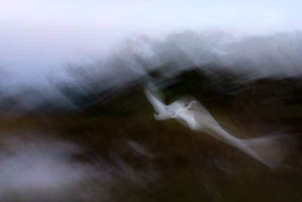 Flight of the Great Egret Egret WhiteFlight2 GD Whalen Photography