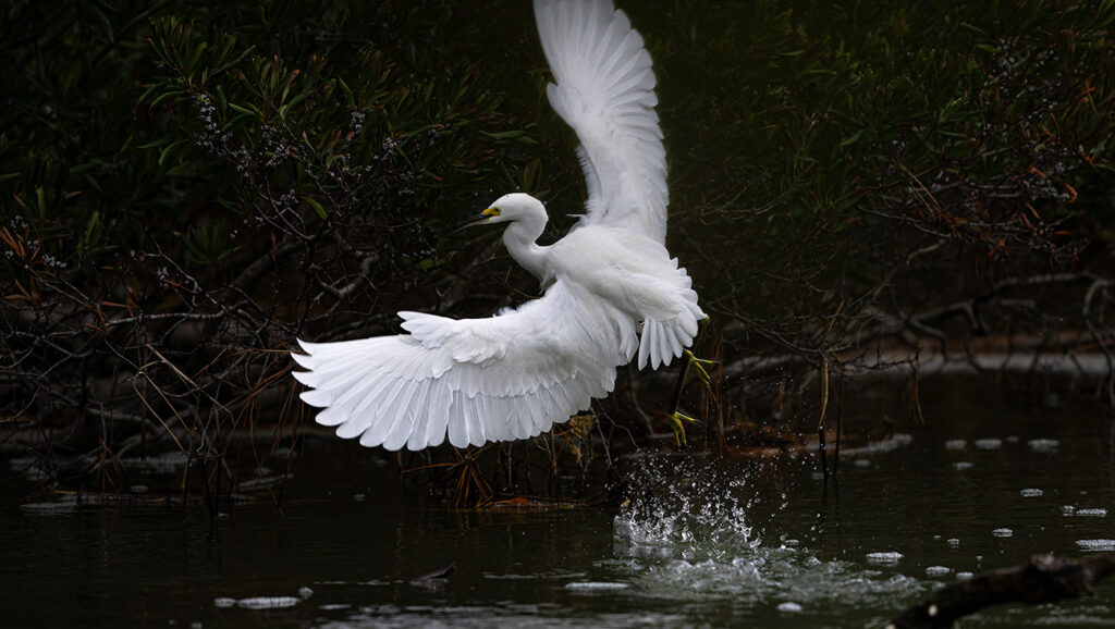 Bird Taking Off Egret Snowy egret flight wings white nature photography bird photography water splash Chincoteague