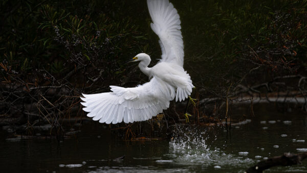 Bird Taking Off Egret Snowy egret flight wings white nature photography bird photography water splash Chincoteague