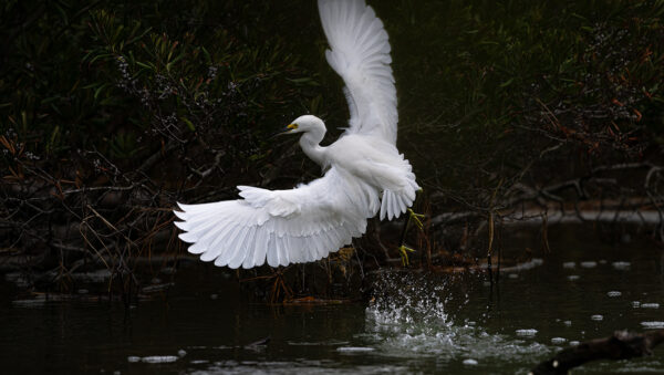 Take Off off GD Whalen Photography