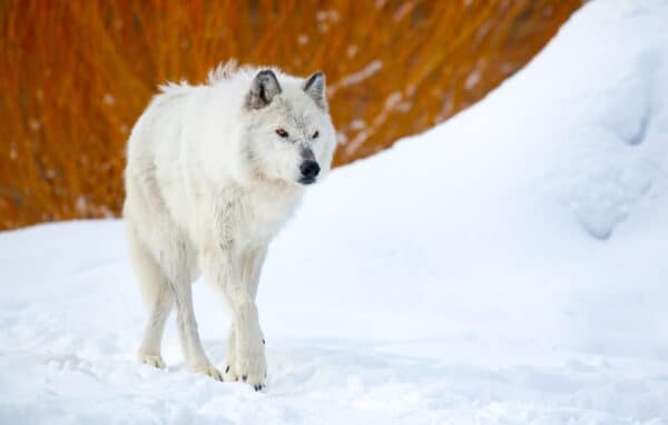White Winter Wolf wolf WinterWhiteWolf e1647629793182 GD Whalen Photography