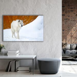 Wildlife photography