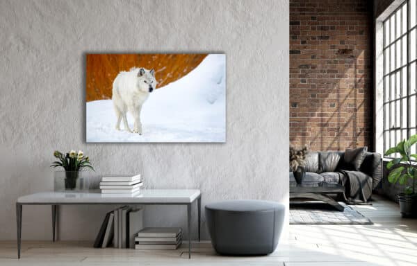 White Winter Wolf wolf WinterWhiteWolfRoom 1 GD Whalen Photography