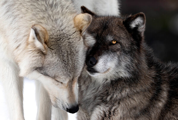 wolf wolves Yellowstone animal animals predator eyes nature animals