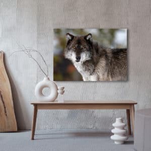 Wolf Stare Print