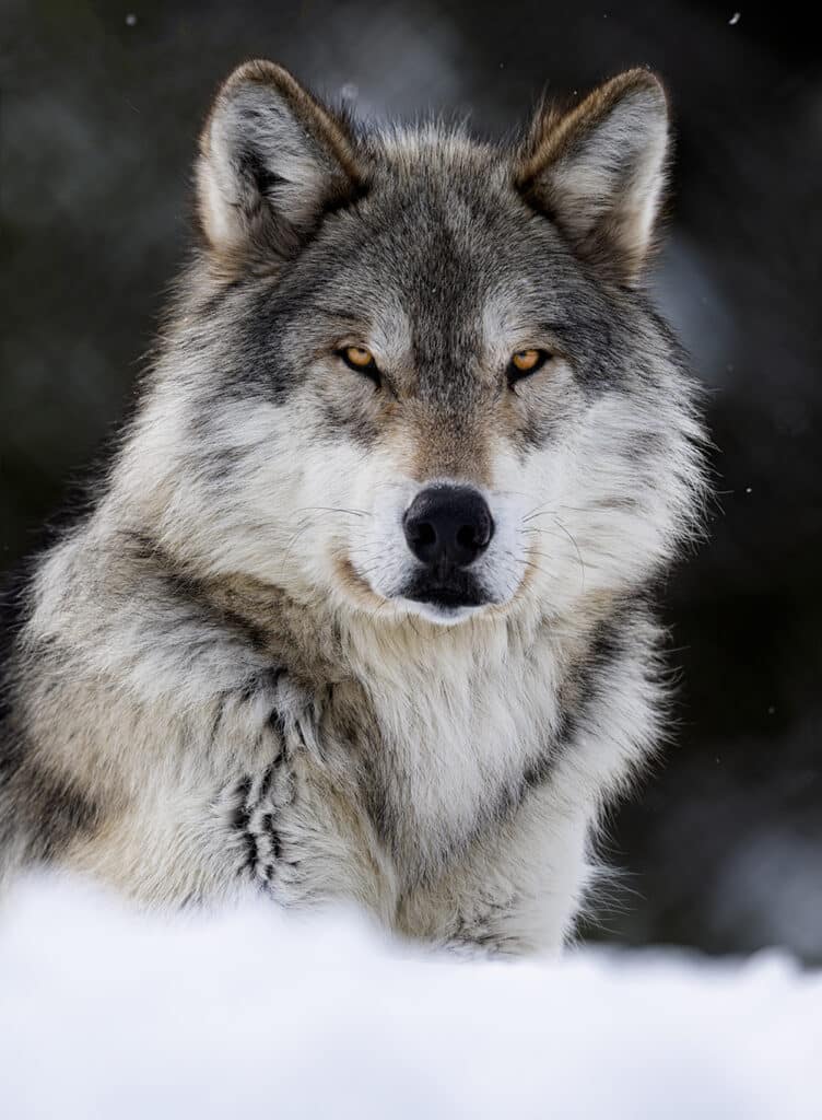 Yellowstone National Park WolfWhiteVertEyes30x40 GD Whalen Photography