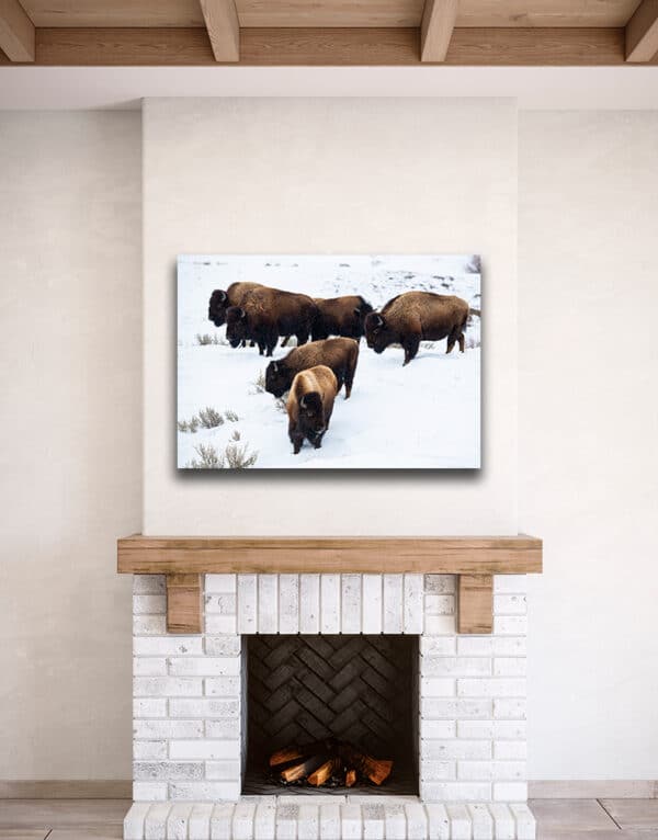 Yellowstone Winter Bison bison YellowWinterBison GD Whalen Photography