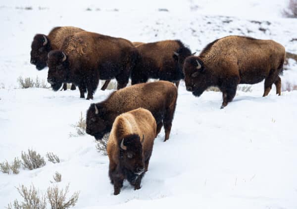 Yellowstone Winter Bison bison YellowstoneWinterBison 1 GD Whalen Photography